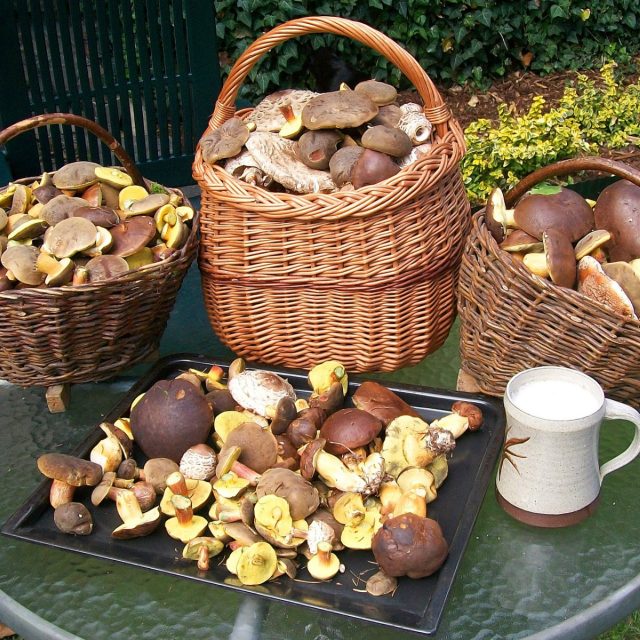 Košíky plné hub | foto: CC0 Public domain