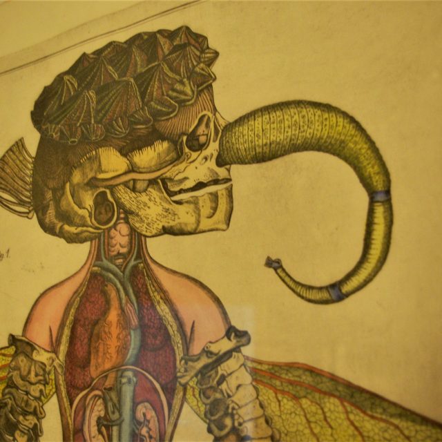 Suchardův dům v Nové Pace hostí výstavu „Jan Švankmajer - práce na papíře a několik objektů“  | foto: Vladislava Wildová,  Český rozhlas