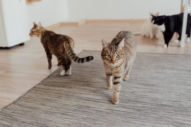 V době,  kdy je výstava přístupná veřejnosti,  se kočky přirozeně pohybují v sálech. Mimo otevírací dobu přebývají ve vlastním oddílu,  kde mají všechno,  co potřebují | foto: Pexels,  CC0 1.0