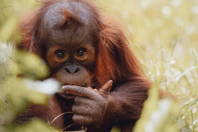 „V případě hustého osídlení,  a tedy početnějšího společenství orangutanů,  je komunikace spíše jako kakofonie. S případnou novinkou přichází,  podobně jako u zpěvných ptáků,  jednotlivec,  který tak chce předvést,  že je cool a rebel, “ říká odborník | foto: Mark Flanagan,  Unsplash,  CC0 1.0